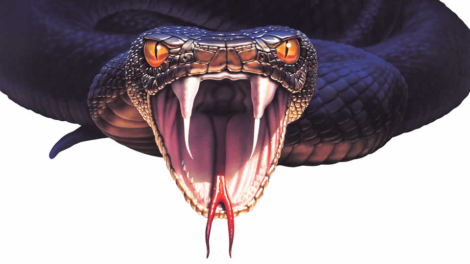 カーセキュリティ・バイパーの印象的な蛇のイメージ